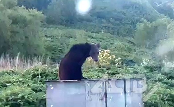 "Чистая природа дикая": сахалинцы встретили во Взморье у мусорных баков молодого голодного медведя