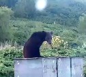 "Чистая природа дикая": сахалинцы встретили во Взморье у мусорных баков молодого голодного медведя