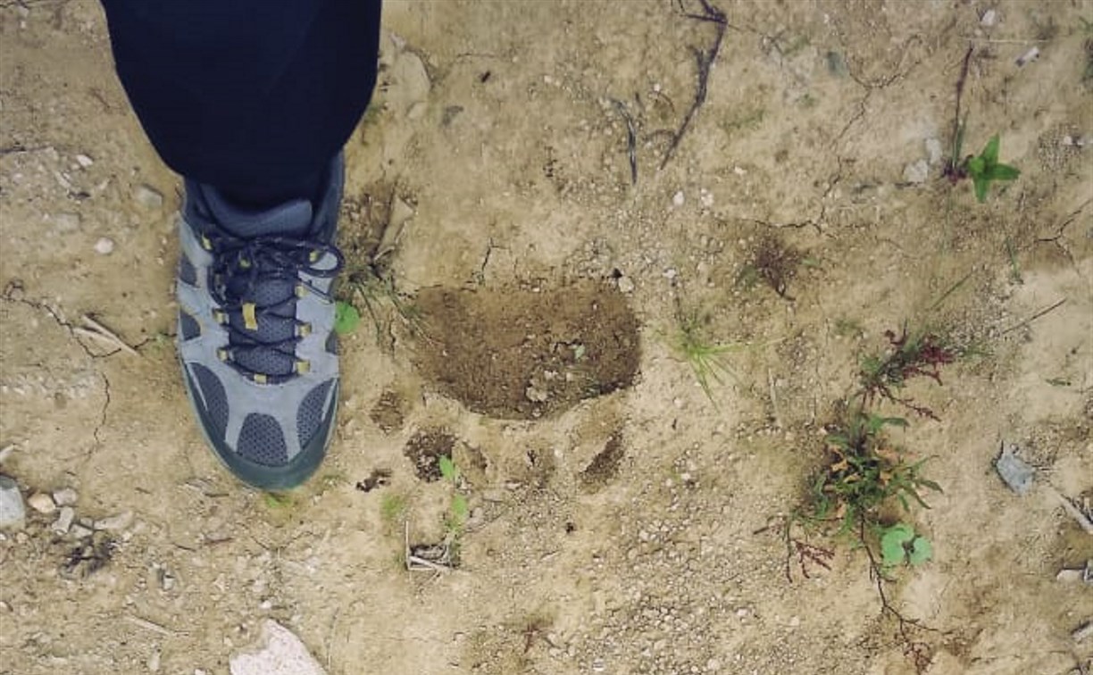 В городском парке Томари нашли медвежьи следы