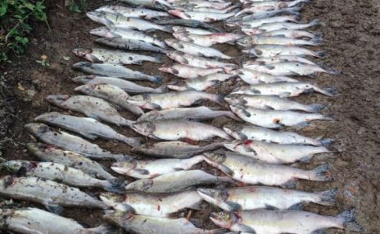 В Поронайском районе у браконьеров изъяли 600 экземпляров горбуши и свыше 60 кило красной икры