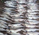 В Поронайском районе у браконьеров изъяли 600 экземпляров горбуши и свыше 60 кило красной икры