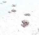 Медведь в Стародубском зашел на улицу Рыбную и раскурочил холодильник с молоками 