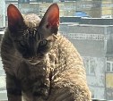 Объявлено вознаграждение за кучерявого кота Федельку, пропавшего со двора на Сахалине