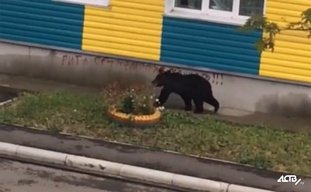 По центру Макарова бродит медведь 