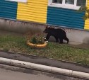 По центру Макарова бродит медведь 
