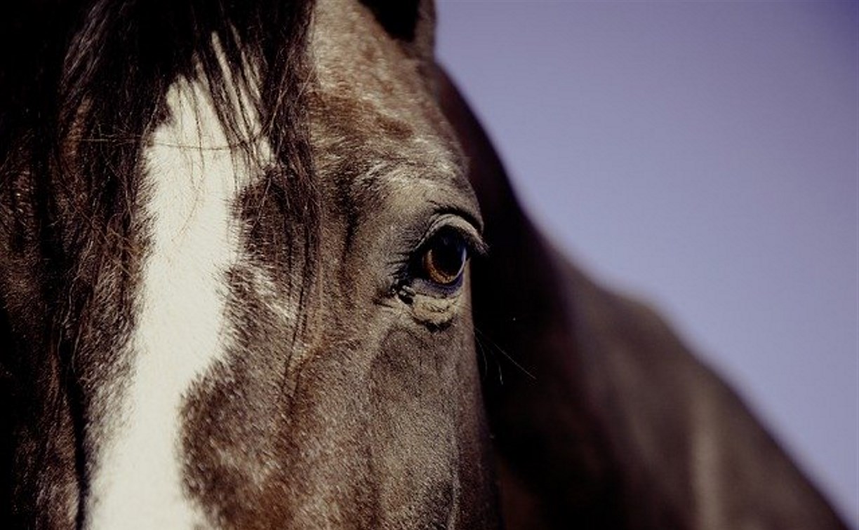 Беспризорная лошадь год искала хозяина на улицах Красногорска