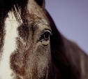 Беспризорная лошадь год искала хозяина на улицах Красногорска
