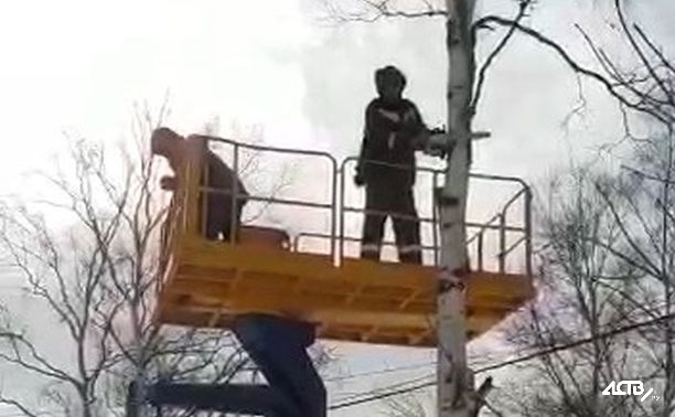 Незаконную вырубку берёз под своими окнами остановили жители Южно-Сахалинска