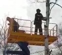 Незаконную вырубку берёз под своими окнами остановили жители Южно-Сахалинска