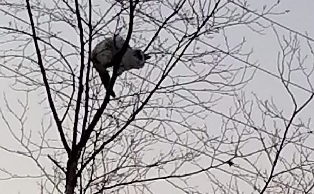 На Сахалине спасли кота, просидевшего всю метель на дереве