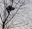 На Сахалине спасли кота, просидевшего всю метель на дереве