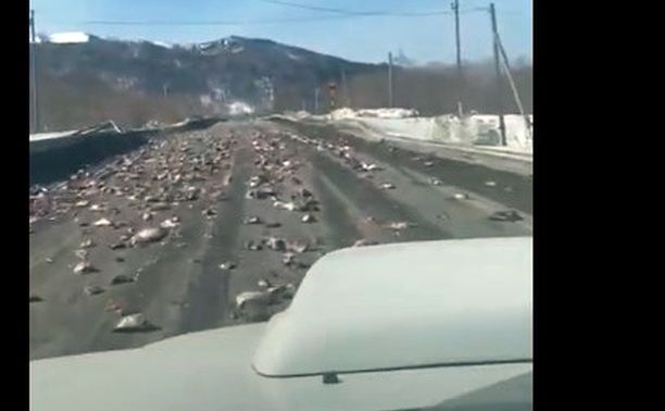 На въезде в Невельск грузовик потерял останки рыбы  