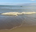 Десятиметрового кита выбросило на берег села Взморья