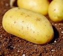 Сахалинским аграриям удалось сохранить объемы картофеля и увеличить показатели по овощам