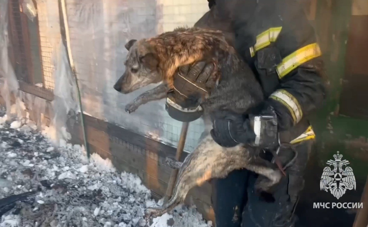Ангар на 800 "квадратов" сгорел в сахалинском приюте "Пёс и кот": пожарные показали спасённых собак