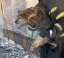 Ангар на 800 "квадратов" сгорел в сахалинском приюте "Пёс и кот": пожарные показали спасённых собак