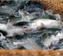 Комиссия по анадромным видам рыб закрыла промысел на западном побережье Сахалина