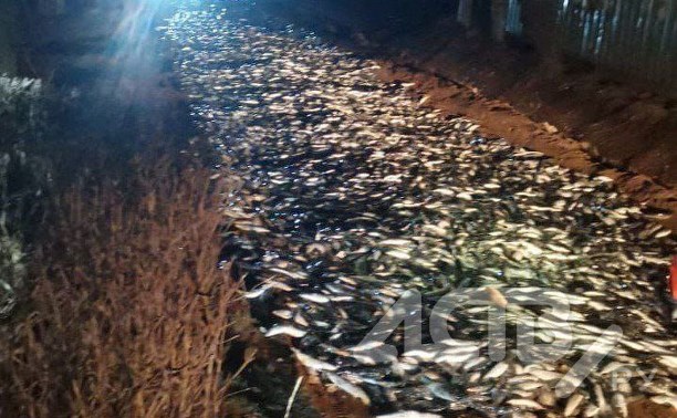 Рыбаки завалили селёдкой дачную дорогу на Сахалине