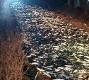 Рыбаки завалили селёдкой дачную дорогу на Сахалине