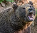 На юге Сахалина медведица нападала на автомобили, защищая мертвого медвежонка