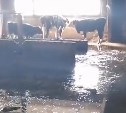 "Худые насмерть, жрать нечего": в Краснополье по колено в фекалиях умирают фермерские коровы 