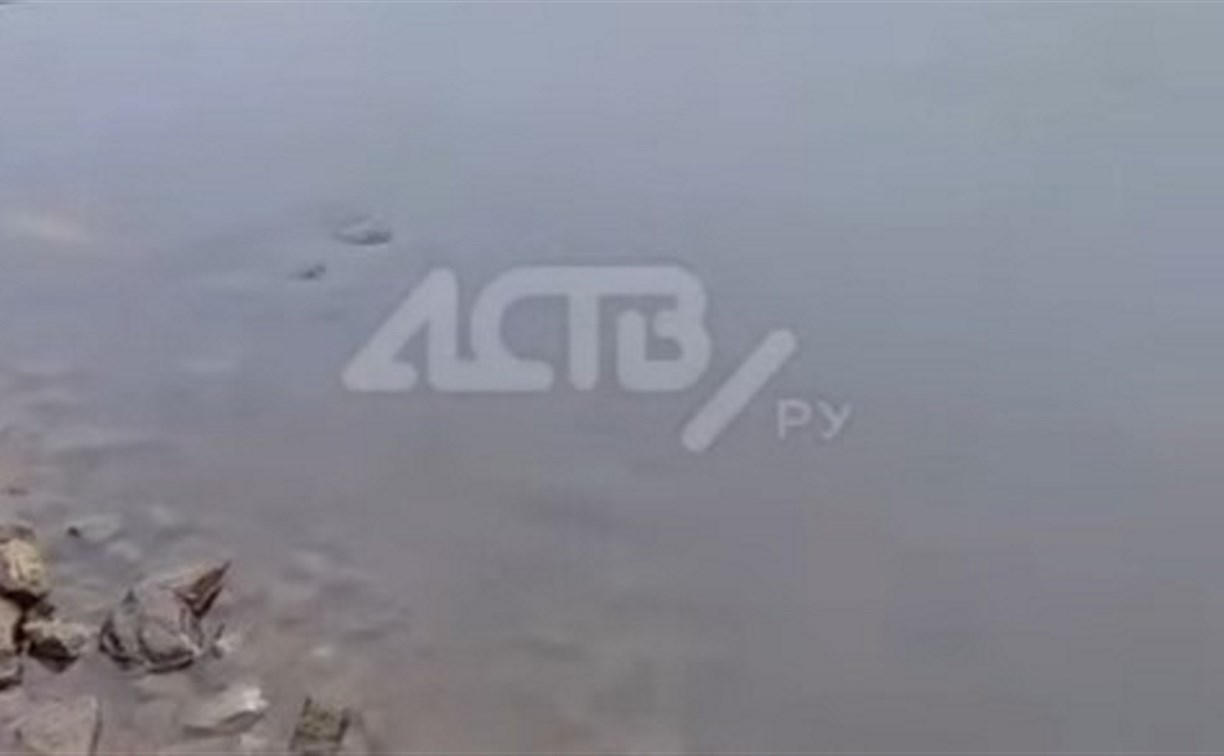 Заморы горбуши зафиксировали ещё в восьми реках Сахалина