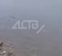 Заморы горбуши зафиксировали ещё в восьми реках Сахалина