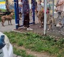 Жители Корсакова боятся выпускать детей гулять из-за бездомных собак