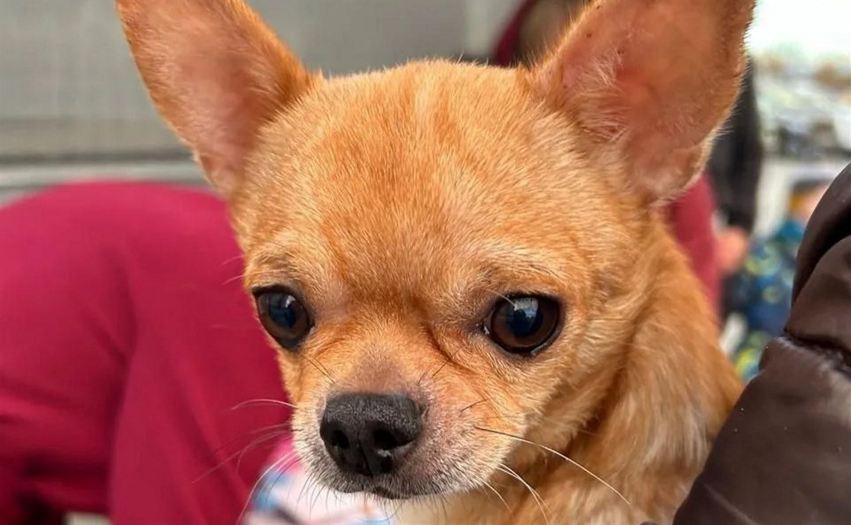 Почти 16 тысяч собак и более 8 тысяч кошек зарегистрировали на Сахалине