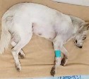 Одноглазая собака сбежала после операции от сахалинских зоозащитников