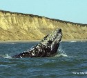 Придумать имена для серых китов могут сахалинские школьники