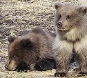 На Камчатке работники фирмы прикормили медвежат
