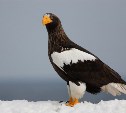 Следы крови и остатки перьев: сахалинцы сообщили о гибели краснокнижного орлана на трассе