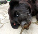 Куда пропали четыре собаки: что происходит с отловом псов на Сахалине и сколько стоят эти услуги