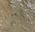 Морской берег в Стародубском усыпало креветками после отлива