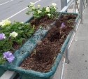 "Закладки искали": вандалы вырвали цветы в горшках в Южно-Сахалинске