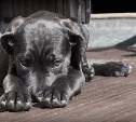 Законопроект о штрафах за выгул опасных собак без поводка внесли в Госдуму