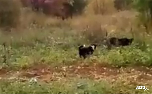 Пес отогнал медведя от дач в Тымовском