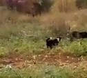 Пес отогнал медведя от дач в Тымовском