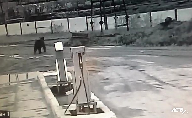 В Охе заметили медведя В Охе заметили медведя