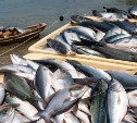 Минрыболовства: рыбная отрасль Курил привлекает инвестиции