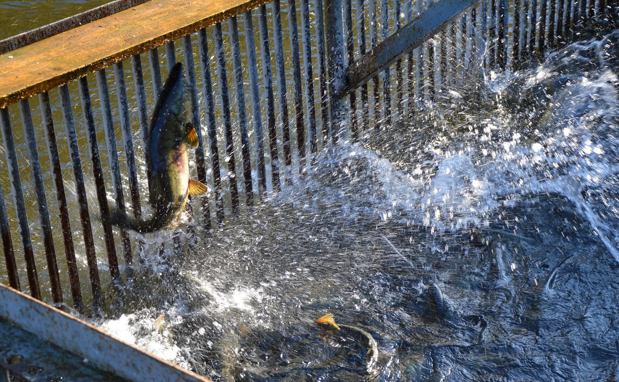 Рыбзавод в Холмском районе оплодотворит 15 миллионов икринок кеты