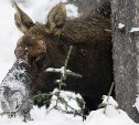 На Сахалине охотники-нелегалы убили лося