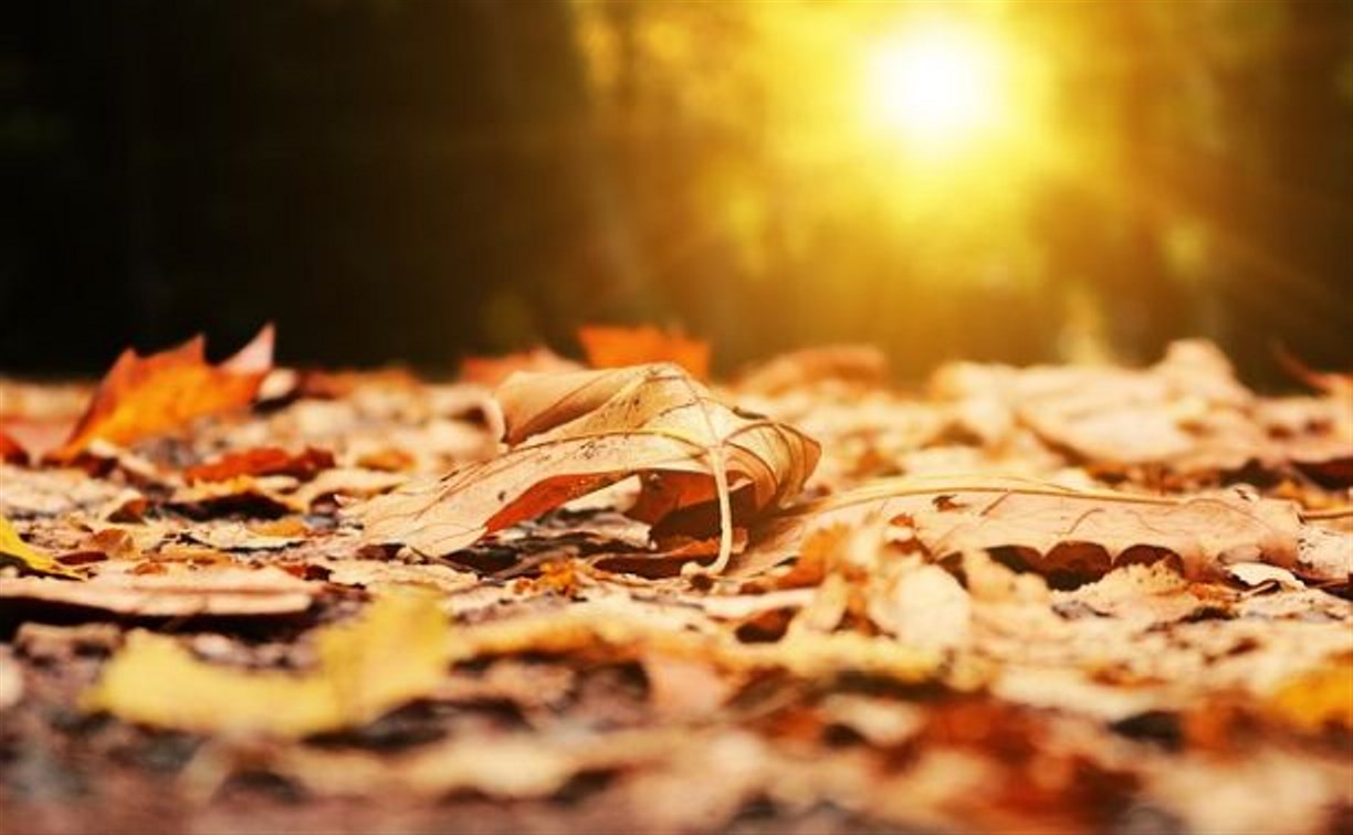 Росгидромет спрогнозировал необычайно тёплый ноябрь на Сахалине