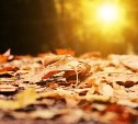 Росгидромет спрогнозировал необычайно тёплый ноябрь на Сахалине