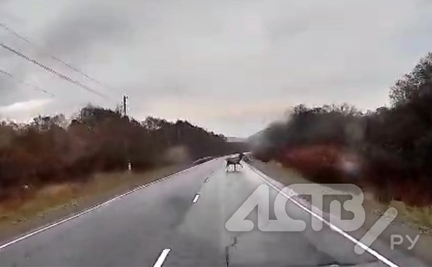 Очевидец: лось выбежал на трассу на Сахалине