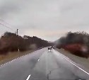 Очевидец: лось выбежал на трассу на Сахалине