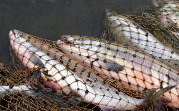 Сахалинский губернатор: в регионе создана система бесконтрольного изъятия лосося из естественной среды