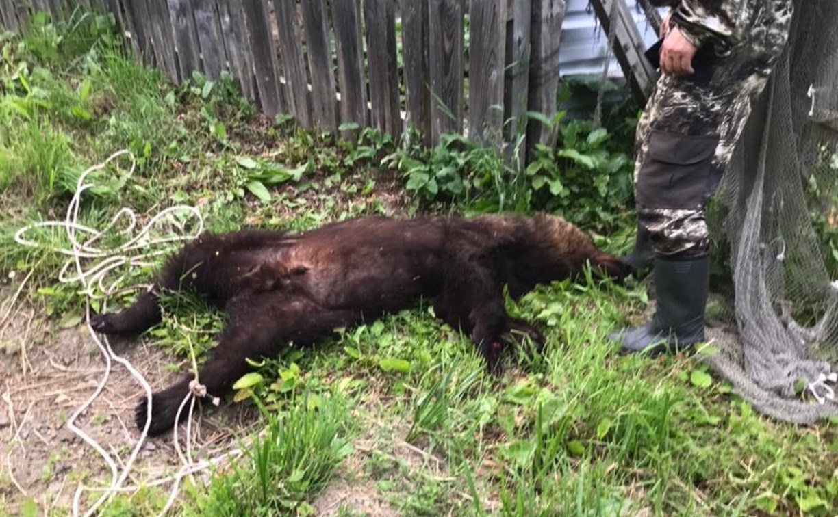Лесничим пришлось отстрелить медведя в Холмском районе, так как тот приблизился к детям