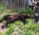 Лесничим пришлось отстрелить медведя в Холмском районе, так как тот приблизился к детям